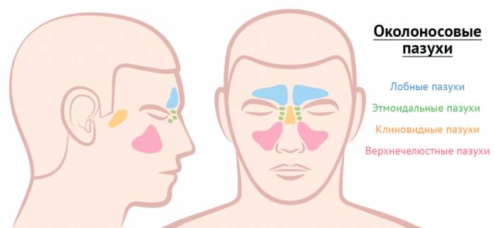 Околоносовые пазухи.png Околоносовые пазухи.png