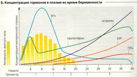 Изменение гормонального фона беременной женщины Изменение гормонального фона беременной женщины